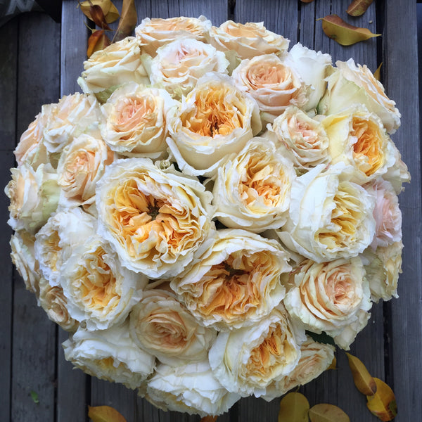 The Everything Butterscotch Arrangement.